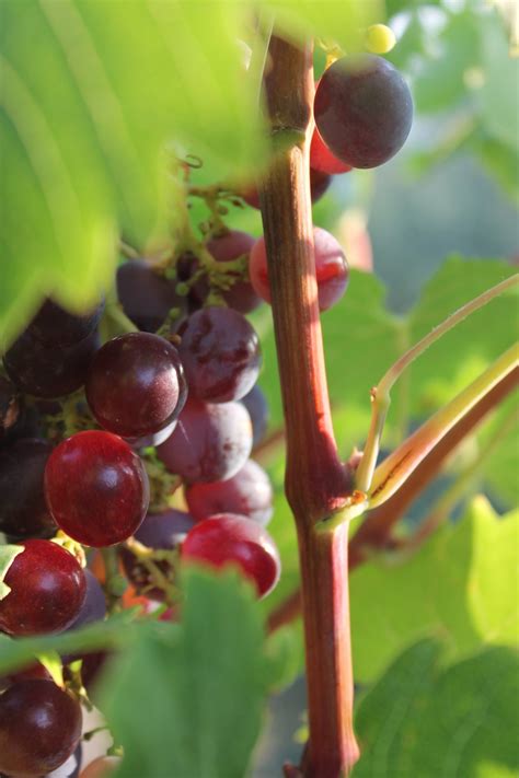 Fotos Gratis Paisaje Naturaleza Rama Sol Uva Fruta Baya Hoja