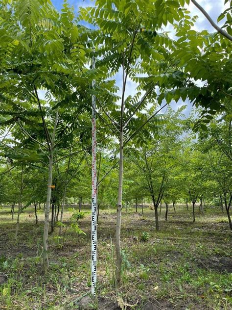 Бархат амурский "Phellodendron" купить по цене 4500 рублей от питомника ...