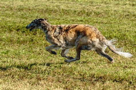 Perro borzoi corriendo y persiguiendo señuelos en el campo Foto Premium