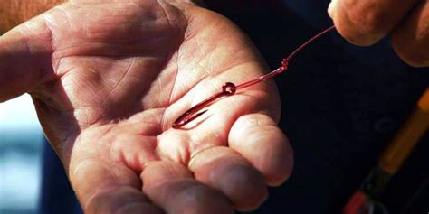 Eagle Claw Fishing Tackle Co Denver Co Uncover Colorado
