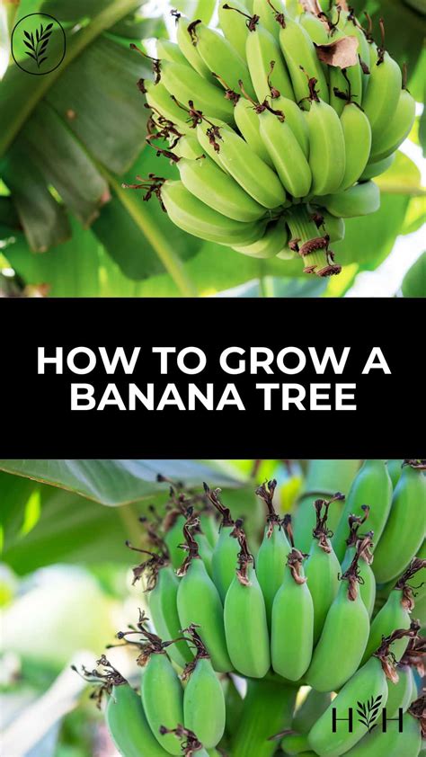 How To Grow A Banana Tree Step Into The World Of Tropical Ga