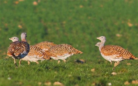 Aves De Portugal Abetarda