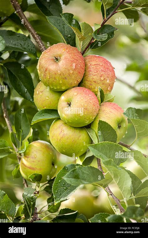 Apple Malus Domestica Stock Photo Alamy