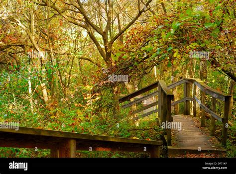 A Nature Trail Wooden Walkway Leading Into The Woods Stock Photo Alamy