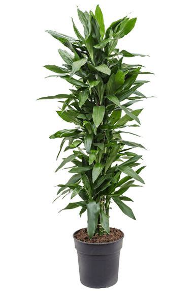 Dracaena Drakenbloedboom Kopen Planten Nl