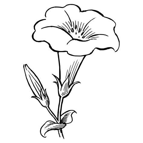 Flores Grandes Para Colorear Hibiscus Flower Drawing Flower Drawing