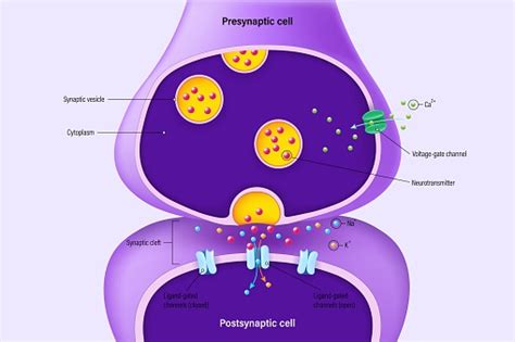 Chemical Synapse Vector Neuron Communication Synaptic Transmission