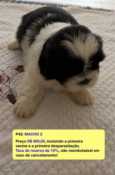 Shih Tzu Para Venda - Filhote Shih Tzu para venda em Portão, Bahia | R$900