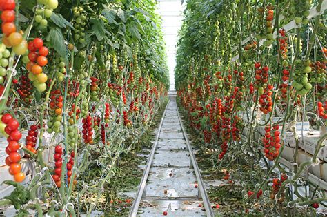 Gallery Gull Valley Greenhouses Alberta Canada