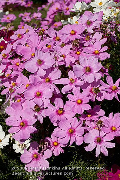 Sonata Mix Cosmos Beautiful Flower Pictures Blog