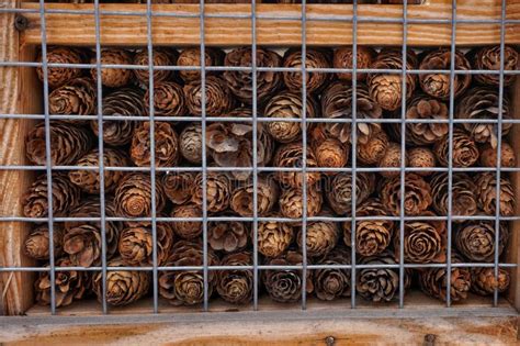 Pine Cones Stacked Behind Bars Stock Image Image Of Farm Material