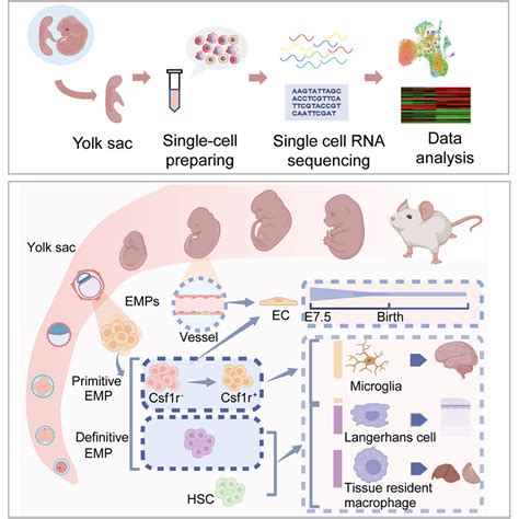 Single Cell Rna Sequencing Guided Fate Mapping Toolkit Delineates The