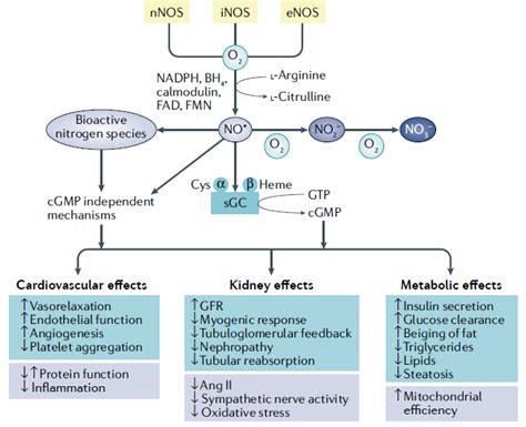 Nitric-Oxide-Pathway - AnyGenes