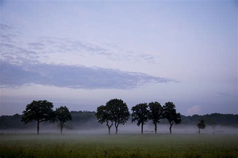 Free Images Landscape Tree Nature Horizon Cloud Sky Fog