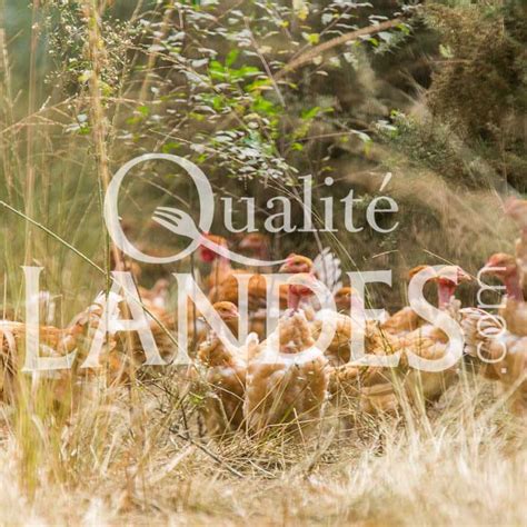 A Volailles Fermi Res Des Landes Qualit Landes