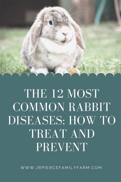 The Most Common Rabbit Diseases How To Treat And Prevent