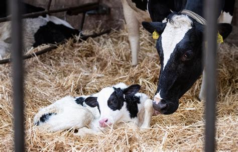 Pourquoi production et fertilité sont de plus en plus souvent appariées