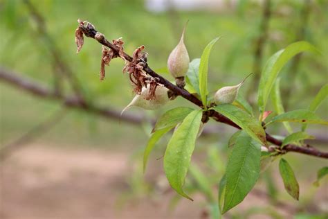 Causes of Twig Dieback in Peach Trees - Alabama Cooperative Extension ...