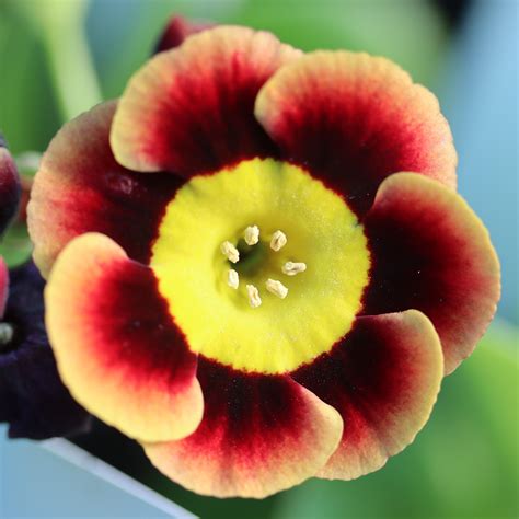 Auricula Gail Atkinson Summerdale Garden Nursery