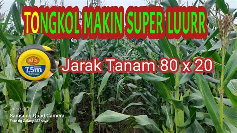 Ukuran Jarak Tanam Jagung Yang Bagus YouTube