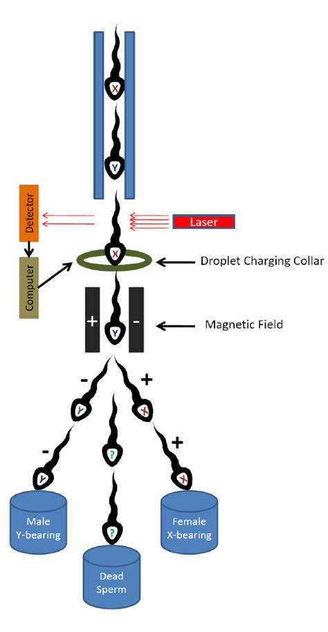 Flow Cytometry History Hot Sex Picture