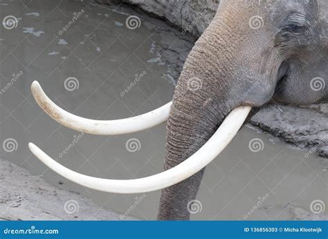 Closeup Of Elephant Tusk Stock Image Image Of Cleaning 136856303