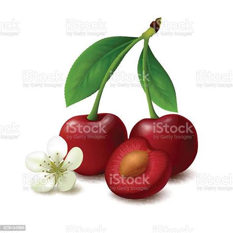 Cherry On White Background Stock Illustration Download Image Now