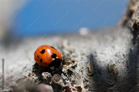 Fotka „isolated Specimen Of Scarce Seven Spot Ladybird While Moving On