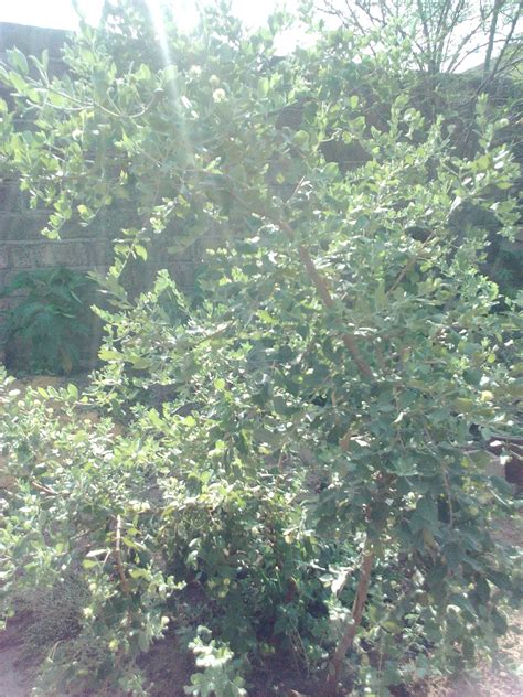Le Guiera Senegalensis La Maison Des Saveurs