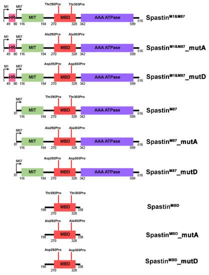 Cells Free Full Text Spastin Promotes The Migration And Invasion