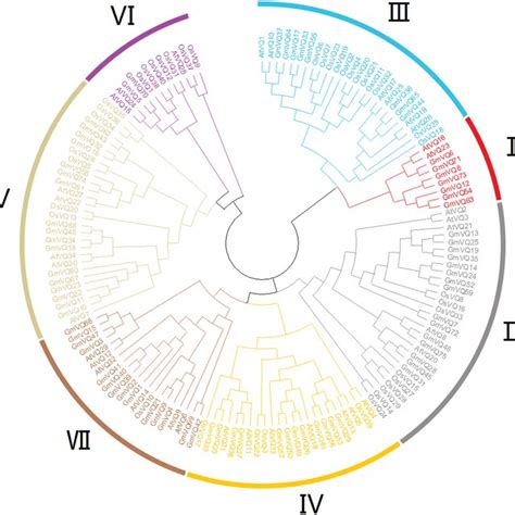 Phylogenetic Tree Analysis Of The Vq Genes In Glycine Max Arabidopsis