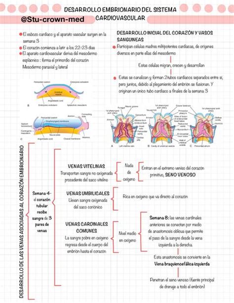 Embriología Del Sistema Cardiovascular Udocz