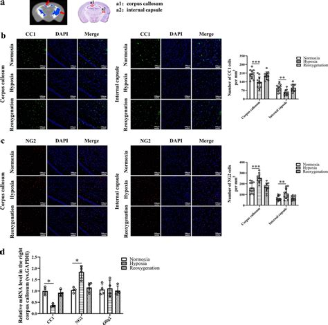 Expression And Quantification Of Mature OLs And OPCs After