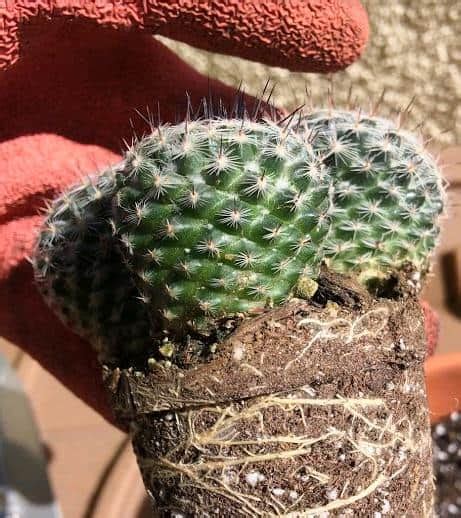 CÓMO ENRAIZAR Y PROPAGAR FÁCILMENTE UN CACTUS PASO A PASO Guía