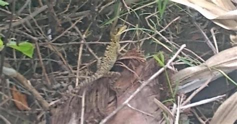 Trying To Identify This Lizard Coast Of Guatemala Imgur