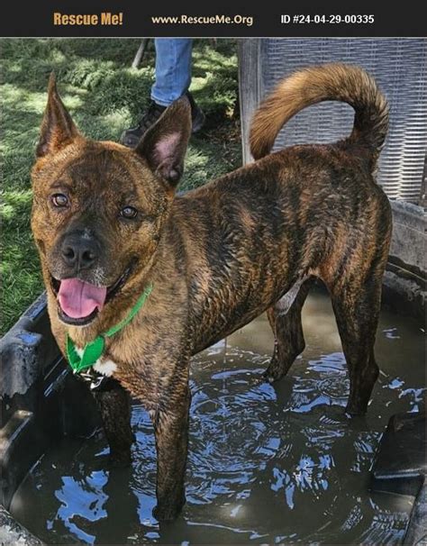 Adopt Mastiff Rescue Casa Grande Az