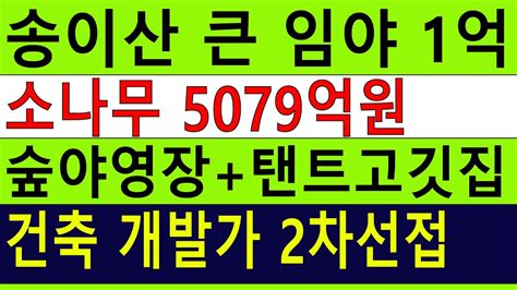 싼임야 2차선접 계획관리포함 수~만평 개발가능 297억연매출숲야영장캠핑교회탠트고깃집 1시간 반경 1천만명 소나무5079억