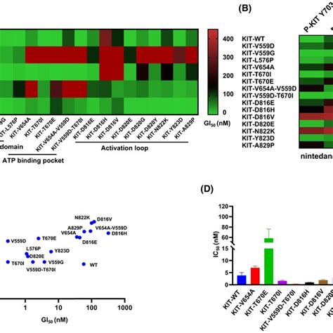 Nintedanib Inhibits Kit Wt And Kit Mutant In Vitro A The Heatmap