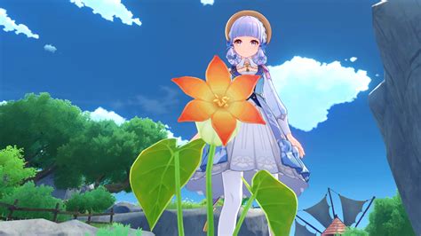 Where To Find Calla Lily In Genshin Impact All Calla Lily Locations Gamepur