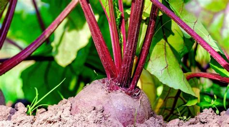 17 Companion Plants To Grow With Beets