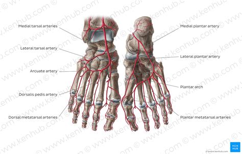 Arcuate Artery Foot