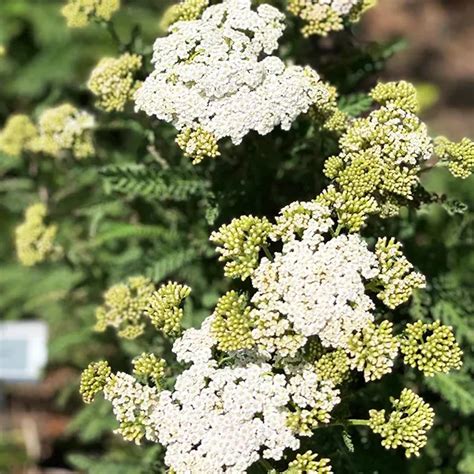 Diamond Firefly Achillea For Sale Online | The Tree Center