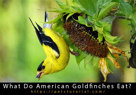 What Do American Goldfinches Eat