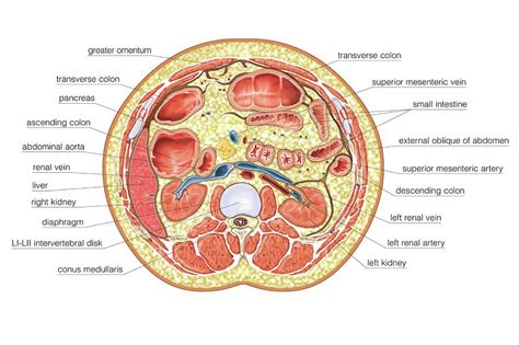 Transverse Section At Upper Body Photograph By Asklepios Medical Atlas