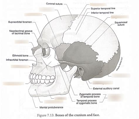 Bones Of The Cranium And Face Diagram Quizlet