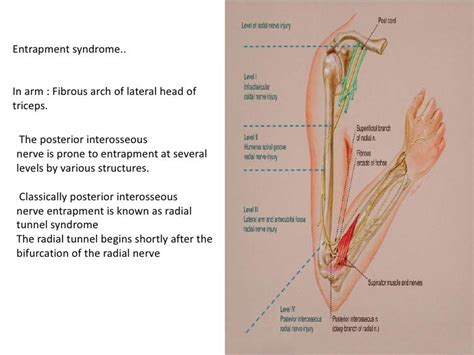 Anatomy Of Radialmedian Andulnar Nerve