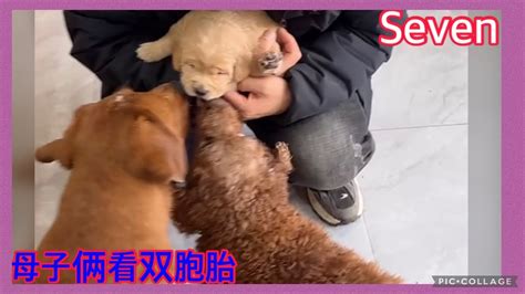 拉布拉多seven老四💕2024 4 17💕labrador Seven💕queen爱賽文一家 Seven老四小迷糊 💕 Youtube