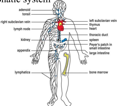 Tissues Of The Immune System Flashcards Quizlet