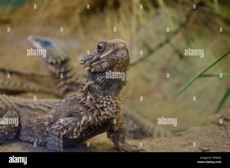 Giant Girdled Lizard Posing Stock Photo Alamy