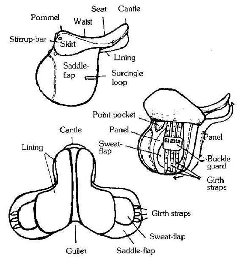 English Saddle Parts Horse Facts Horse Riding Tips Horse Saddles